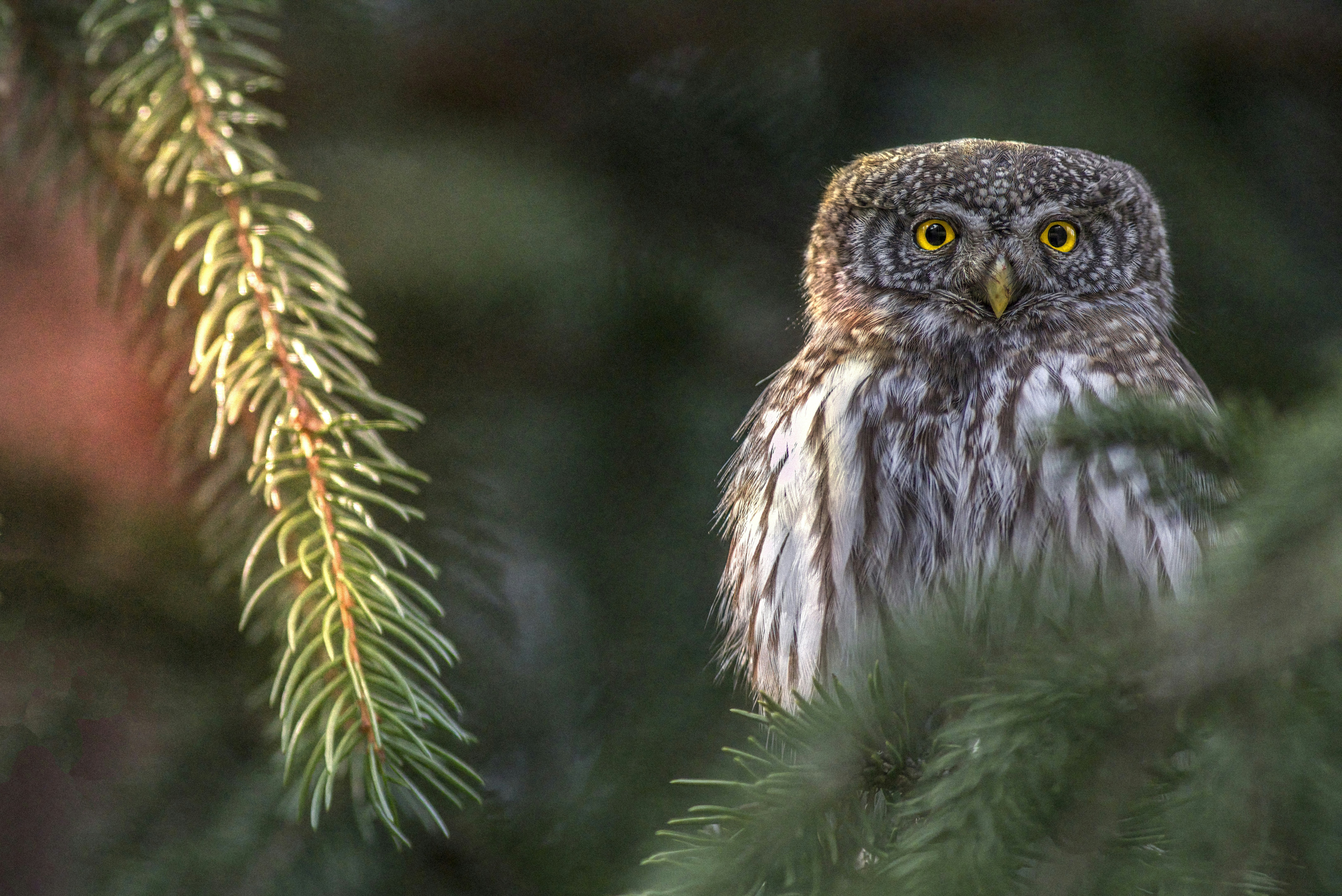 Photo by erik_karits