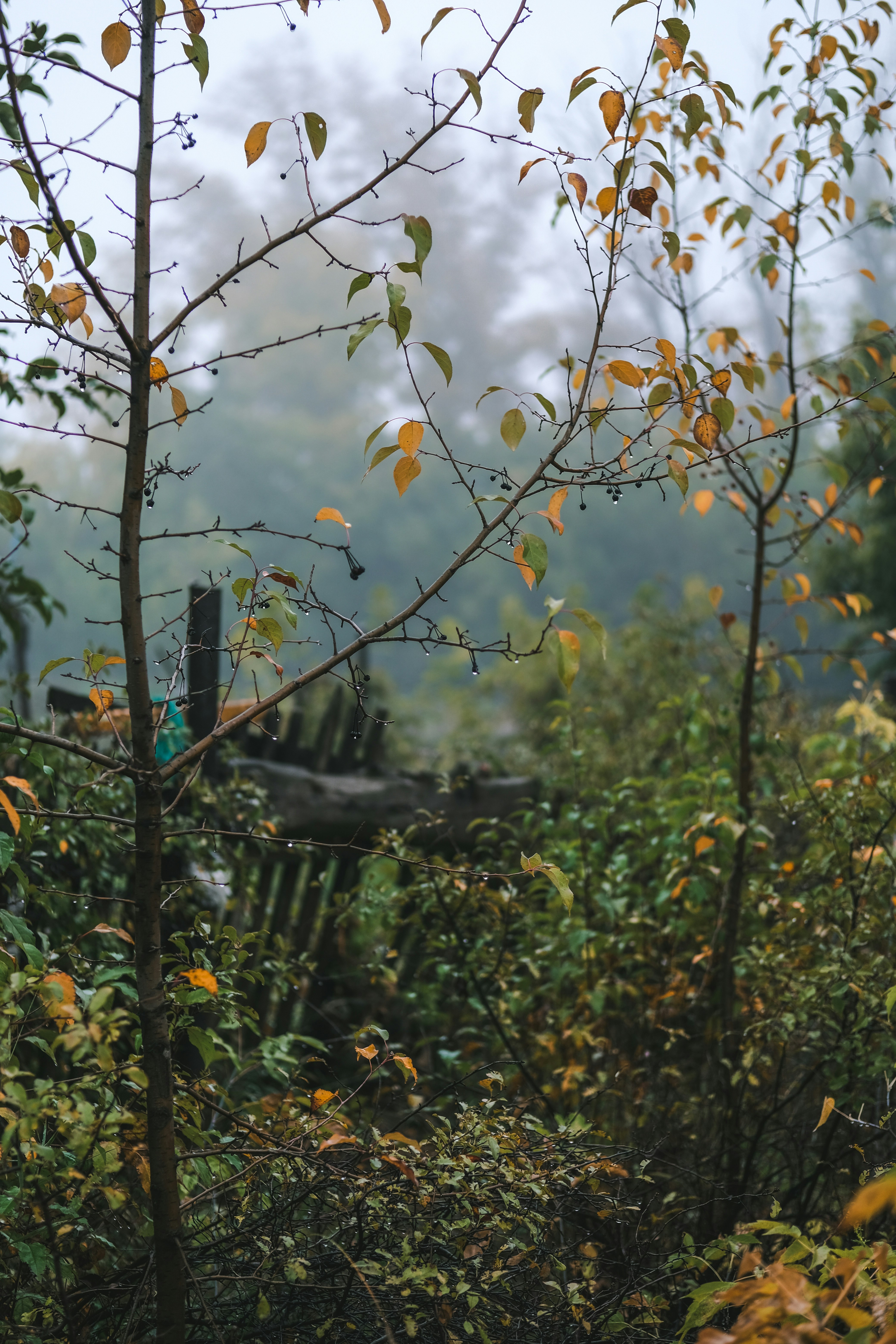 Photo by rolig_basseng