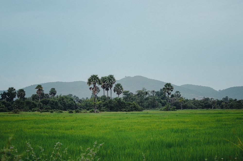 a lush green field with palm trees and mountains in the background
