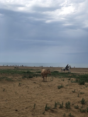 A sandy landscape with sparse green vegetation stretches towards a distant sea under a cloudy sky. In the foreground, a brown horse stands calmly, while to the right, a person is riding a white horse. In the background, multiple people are visible along the shoreline, suggesting a beach or coastal area.
