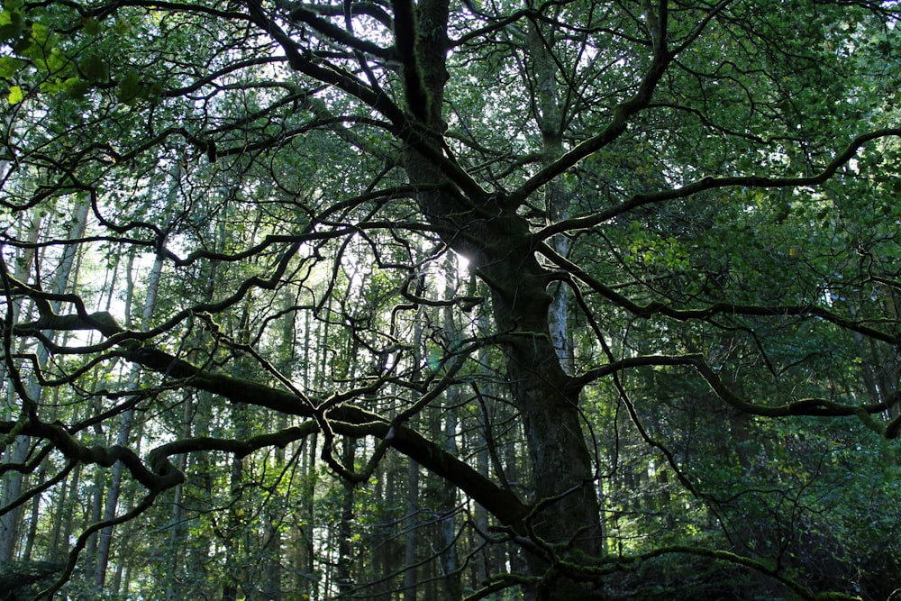 un grande albero nel mezzo di una foresta