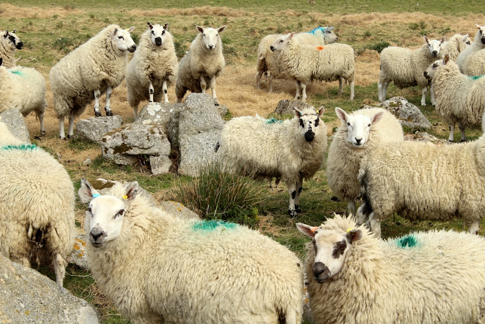 a herd of sheep standing on top of a grass covered field