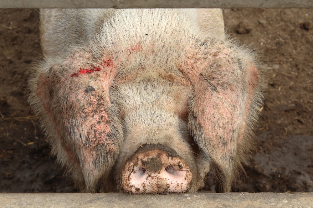 a pig that is laying down in the dirt