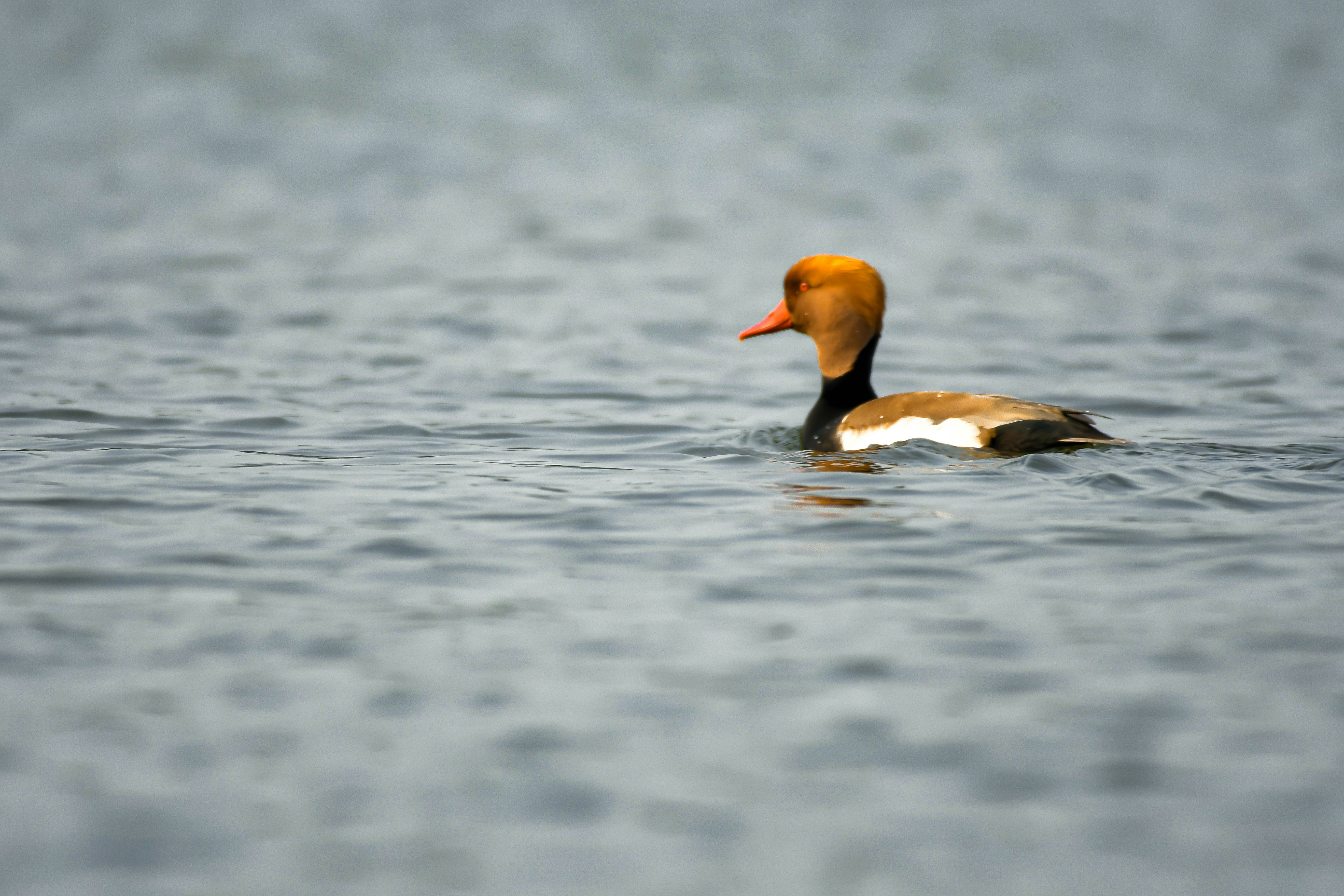 Photo by mhphotography13