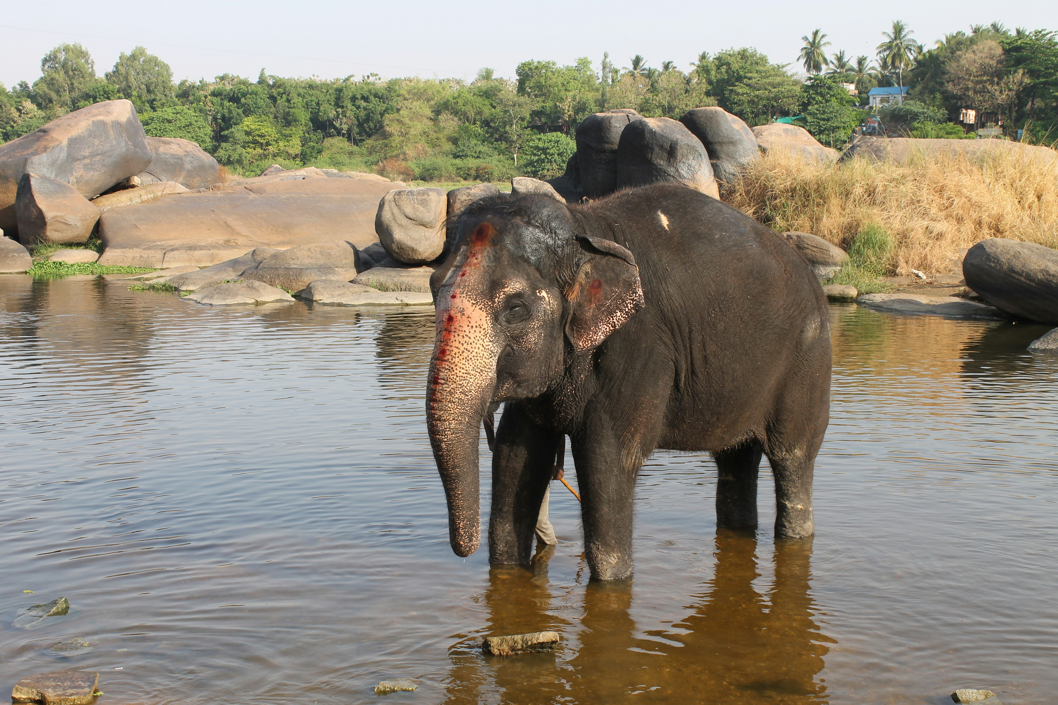  éléphants se désaltérant au point d’eau d’Okaukuejo