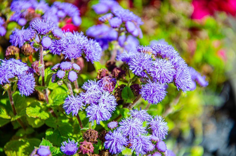 a bunch of purple flowers in a garden