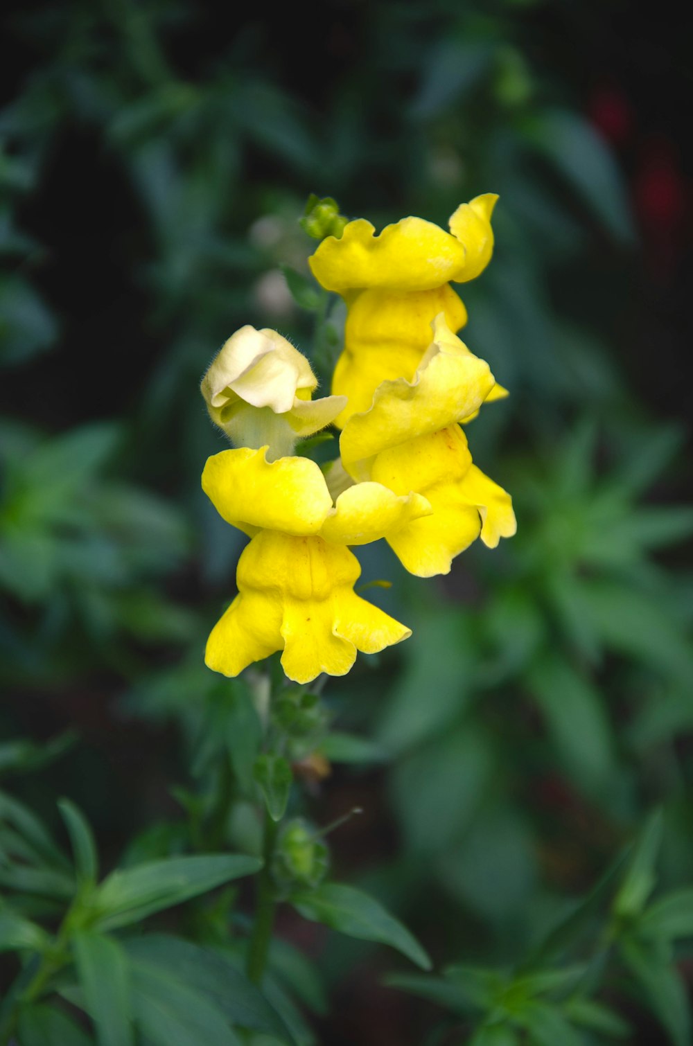 a close up of a yellow flower with green leaves in the background