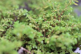A close-up of fertile land with greenery.
