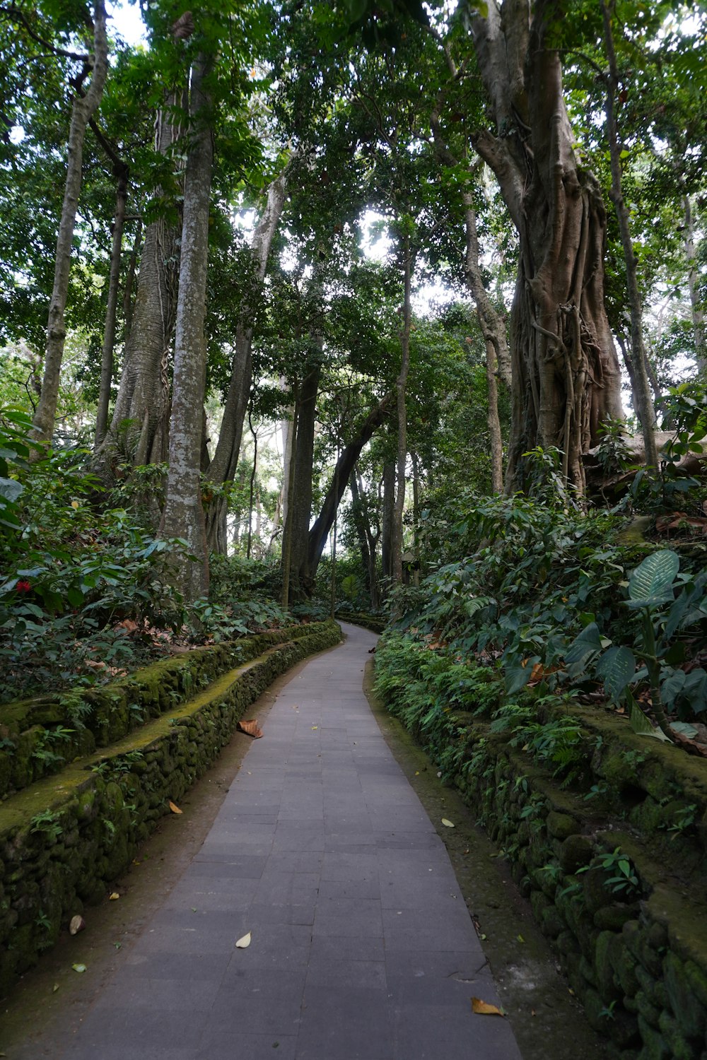 a path through a lush green forest filled with trees