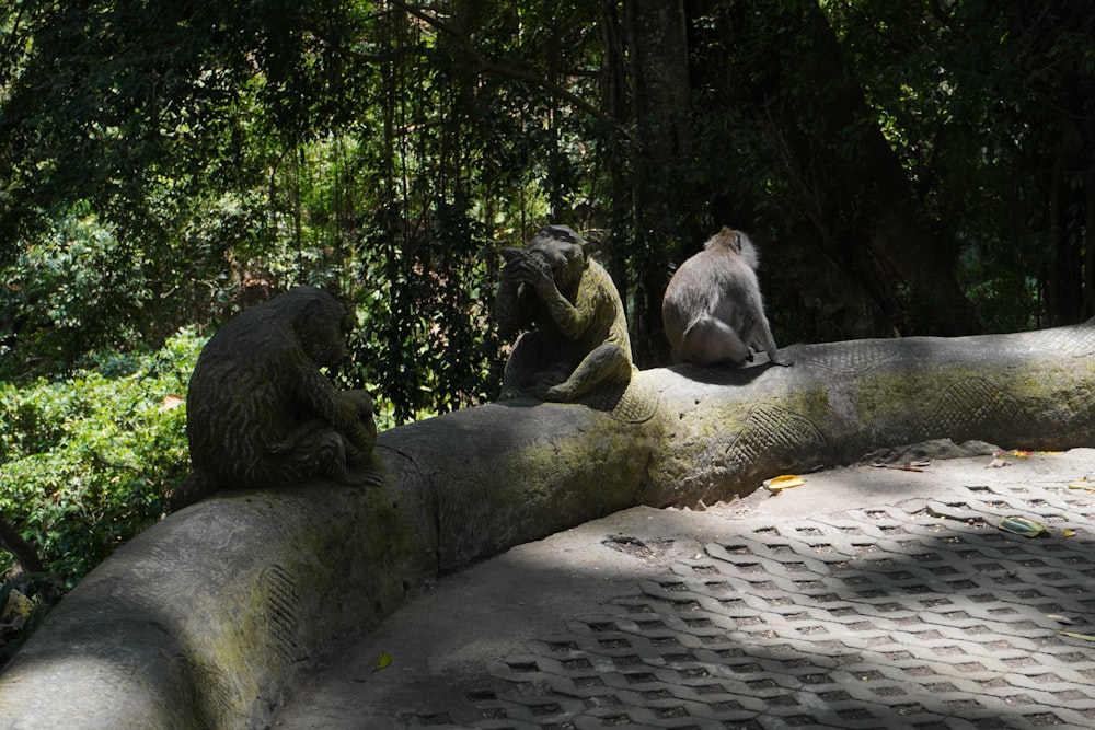 Un gruppo di scimmie sedute sopra un tronco