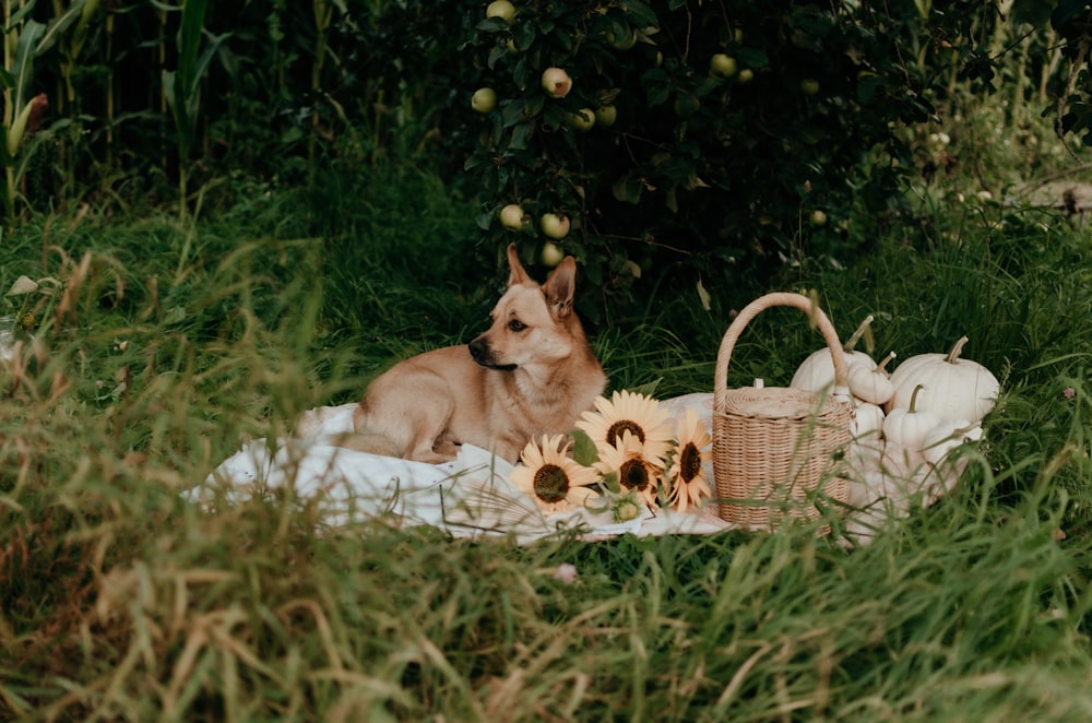 a dog laying on a blanket in the grass