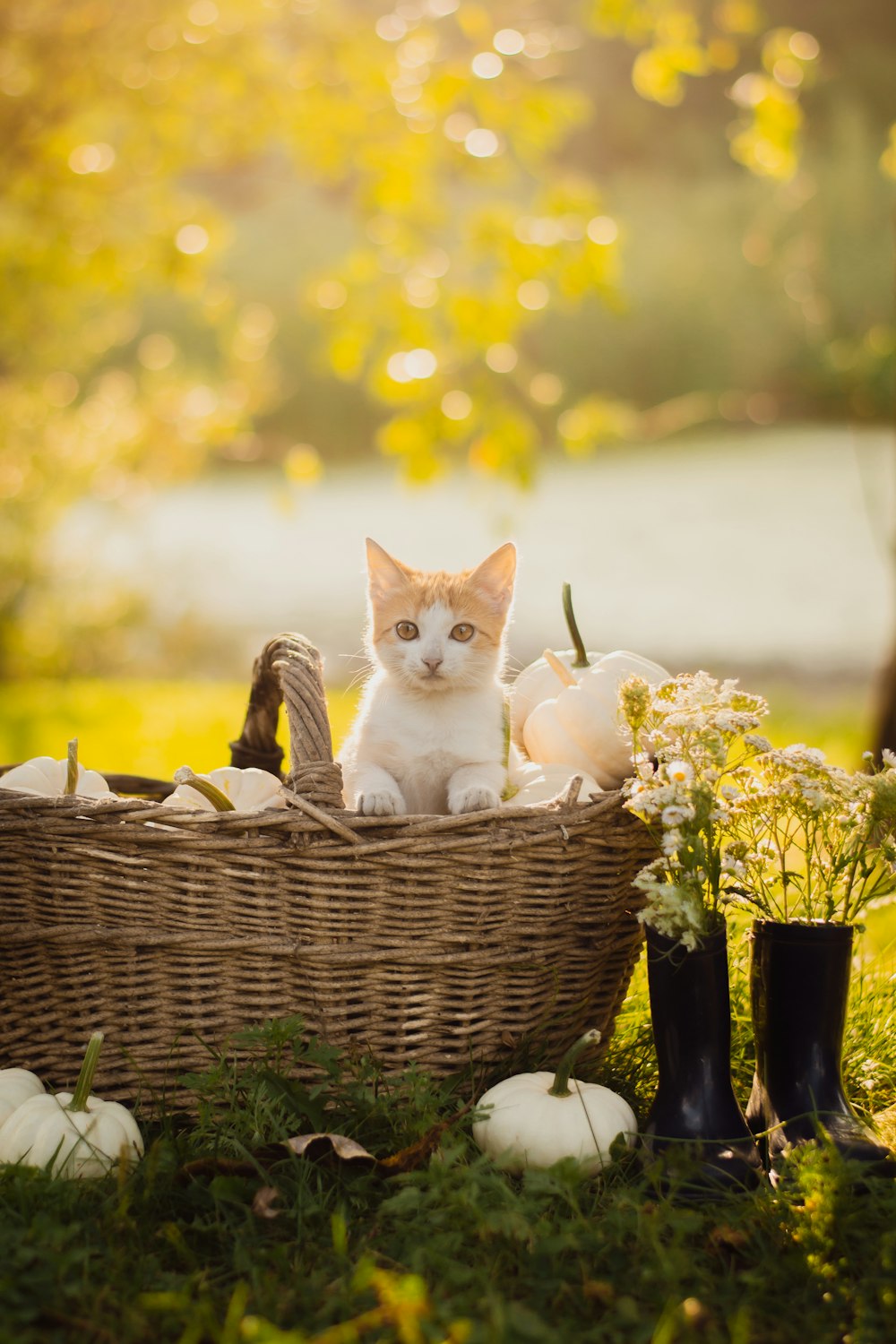 a cat sitting in a basket in the grass