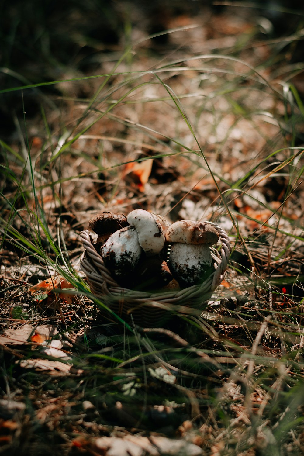a group of mushrooms sitting in a basket on the ground