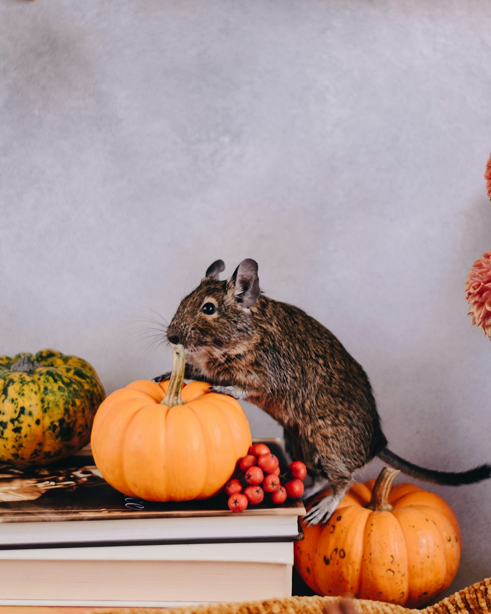 a mouse sitting on top of a pile of books