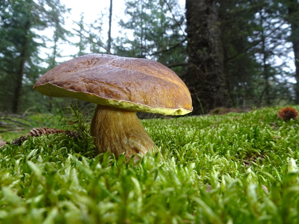 a mushroom sitting on top of a lush green field