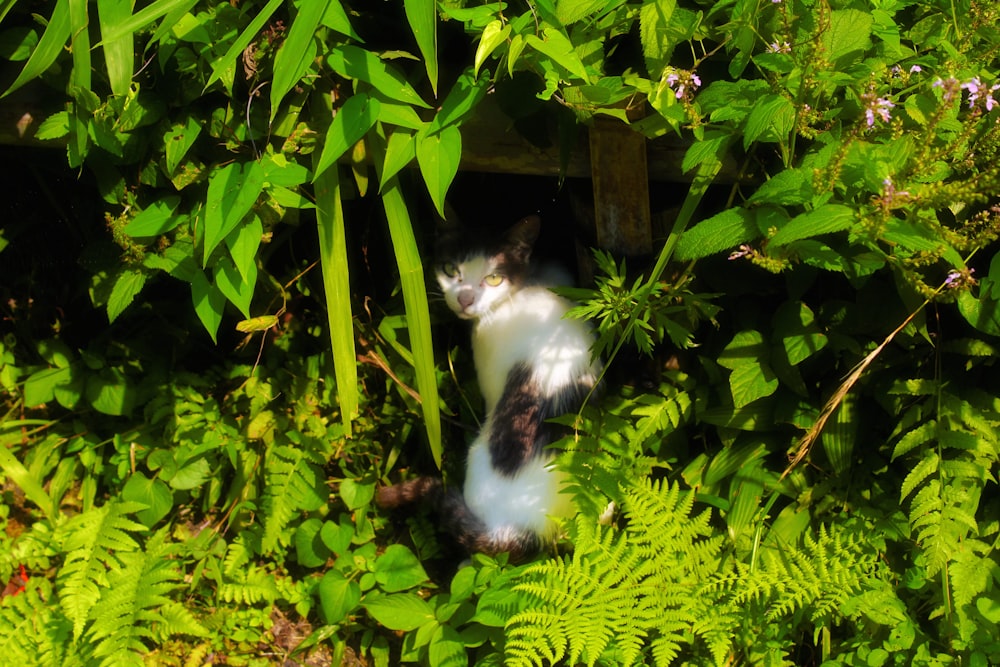 Un gatto bianco e nero che si nasconde tra i cespugli