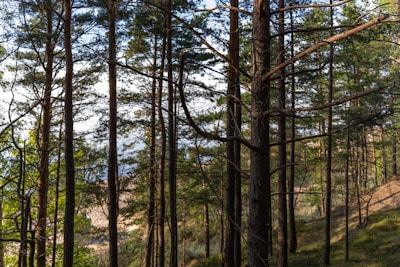 Tall pine trees with thin trunks stretch upwards in a dense forest, allowing sunlight to filter through their branches. A hillside with patches of greenery can be seen in the background, creating a serene and natural environment.