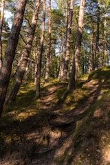 a dirt path in the middle of a forest