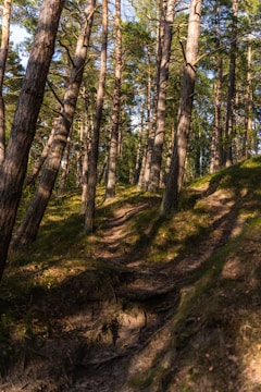 a dirt path in the middle of a forest