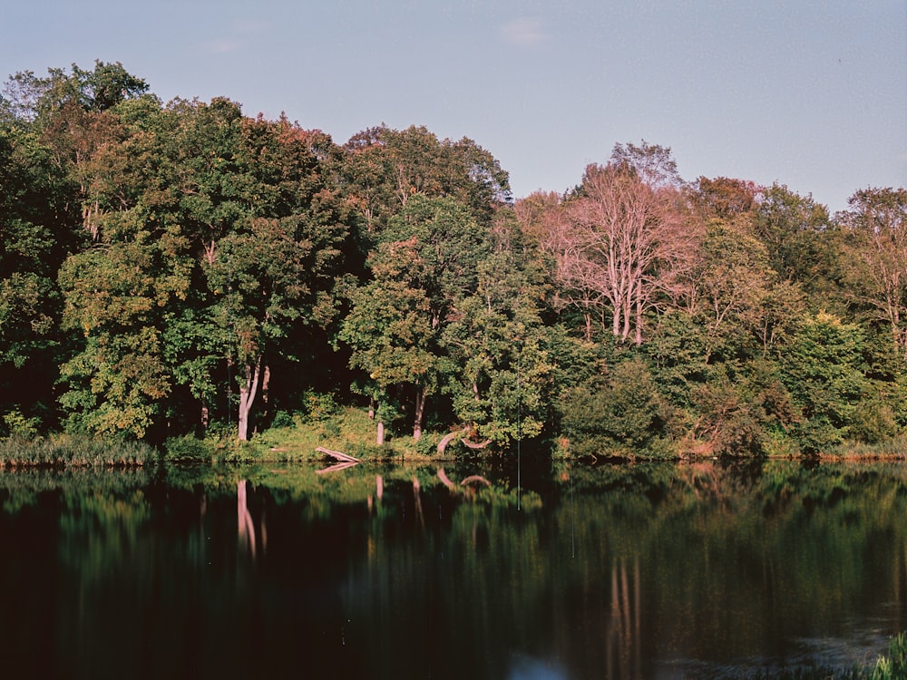 a body of water surrounded by lots of trees