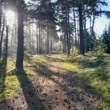 a dirt road in the middle of a forest