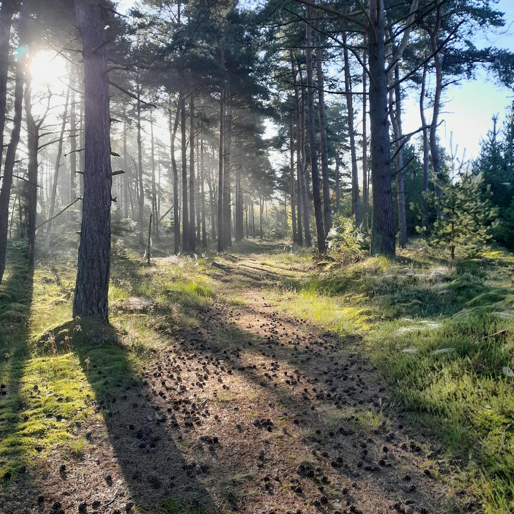 a dirt road in the middle of a forest