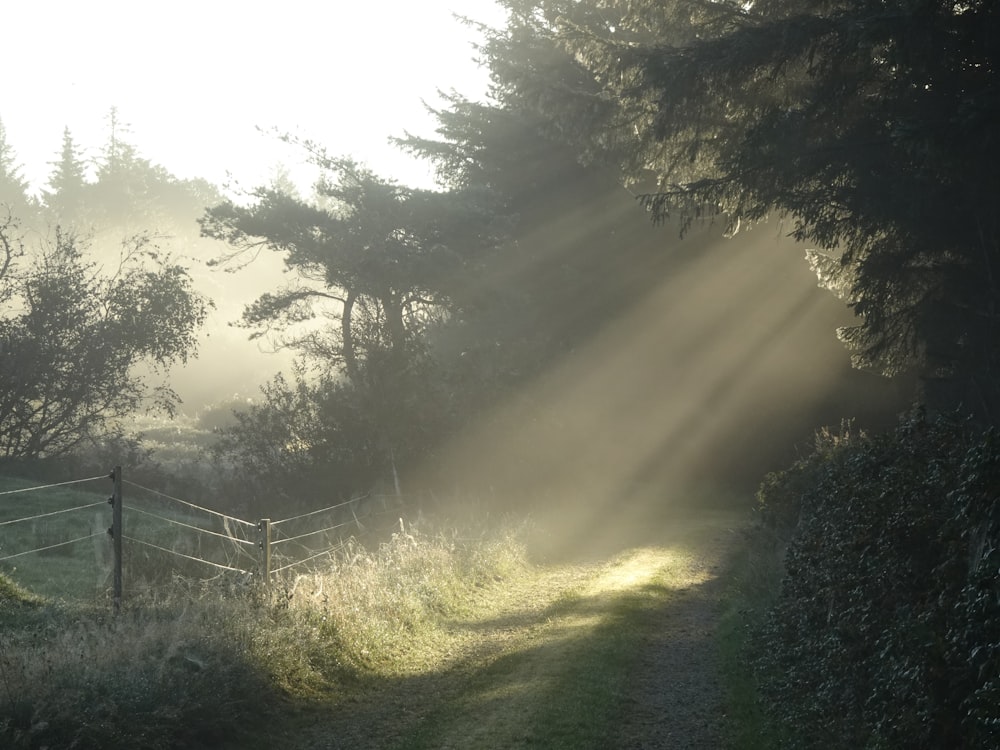 the sun shines through the trees on a foggy day