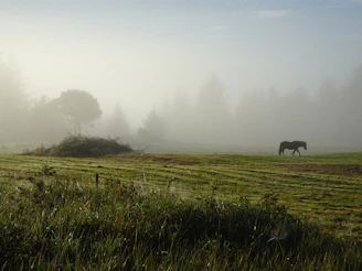 An elegant Morgan horse captured mid-gallop, hooves barely touching the ground on a misty morning.