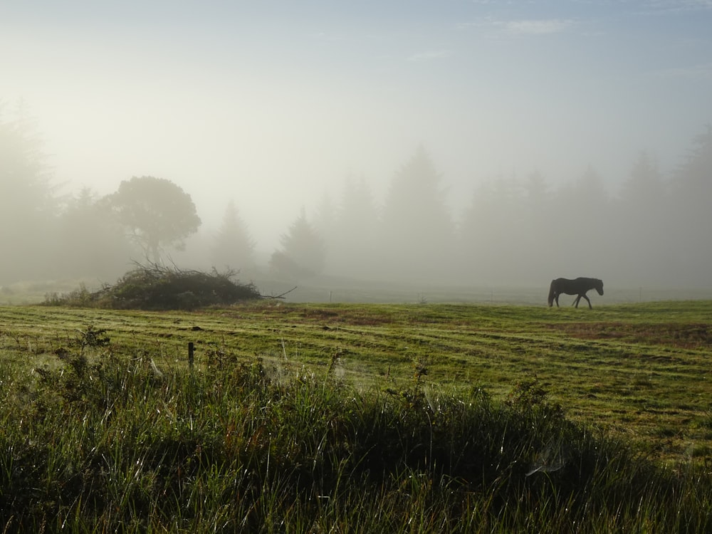 a horse is standing in a foggy field