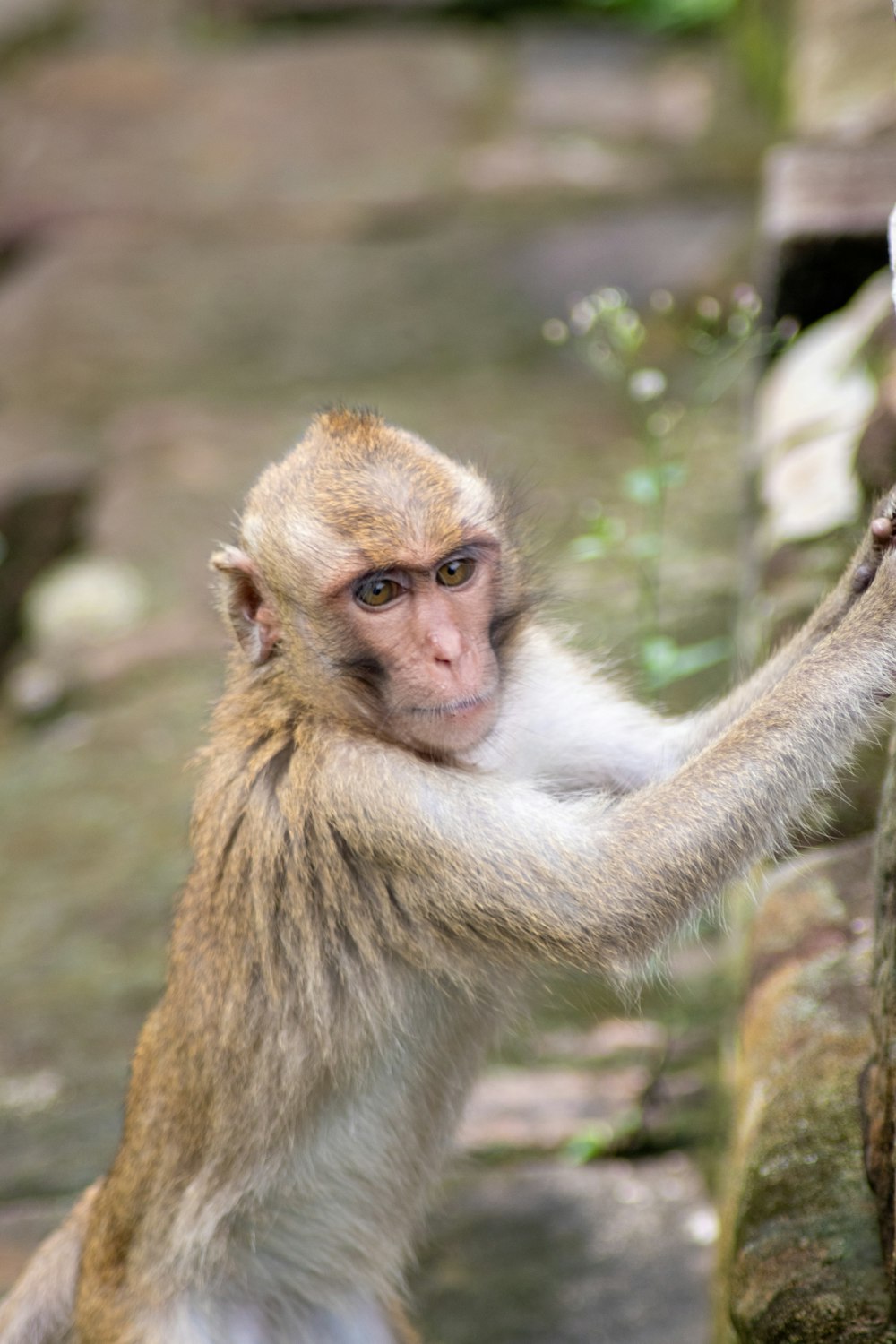 a monkey that is standing on a rock