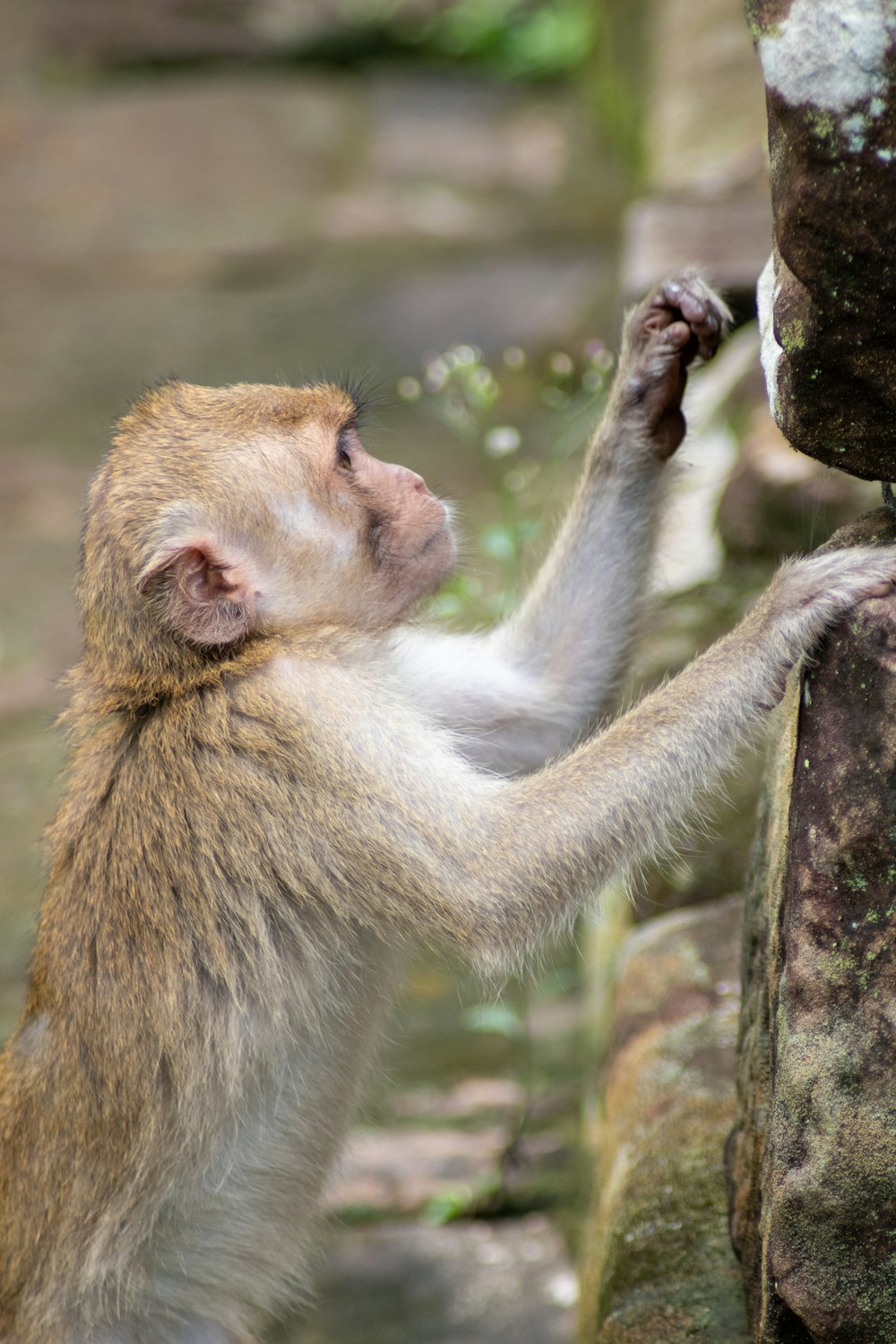 a monkey is reaching up to a rock