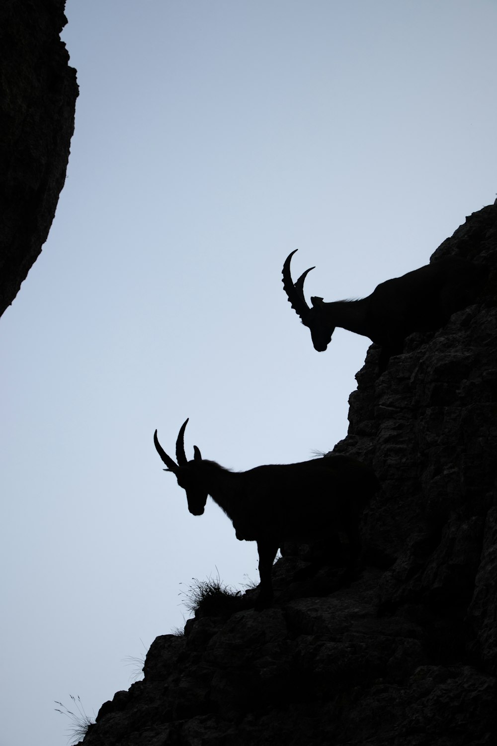 a couple of goats standing on top of a cliff