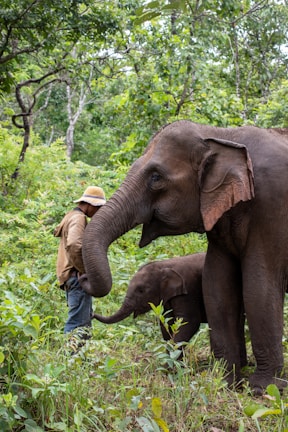 a man standing next to a baby elephant in a forest