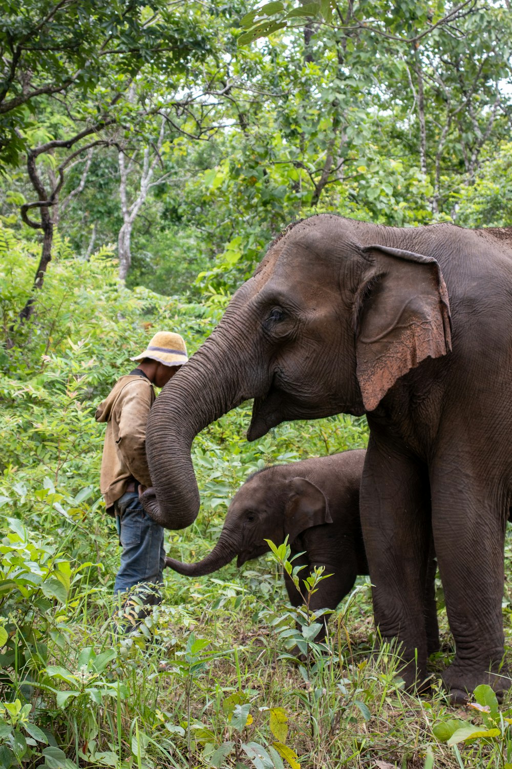 a man standing next to a baby elephant in a forest