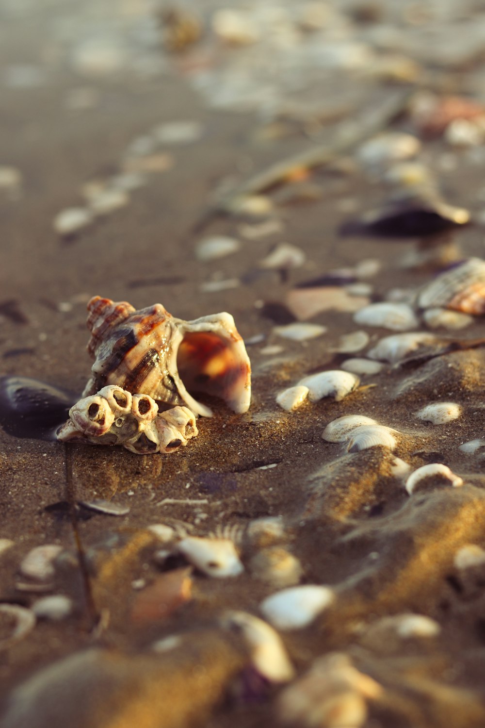 a sea shell on the sand of a beach