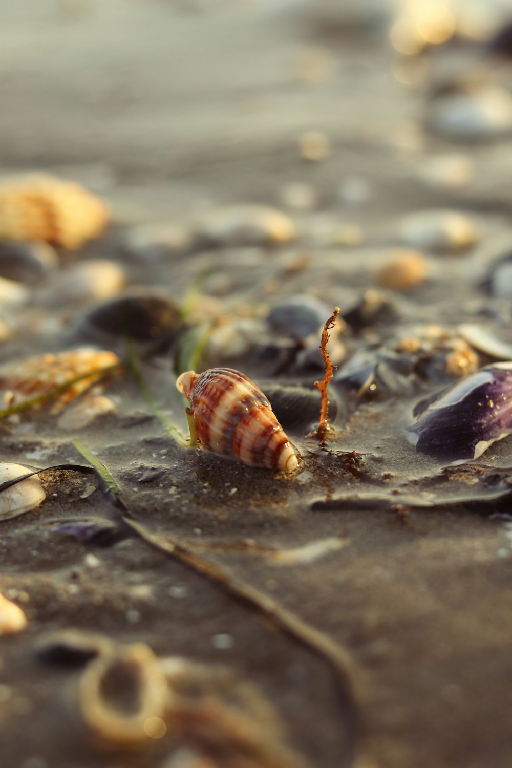 shells and seaweed on the sand of a beach