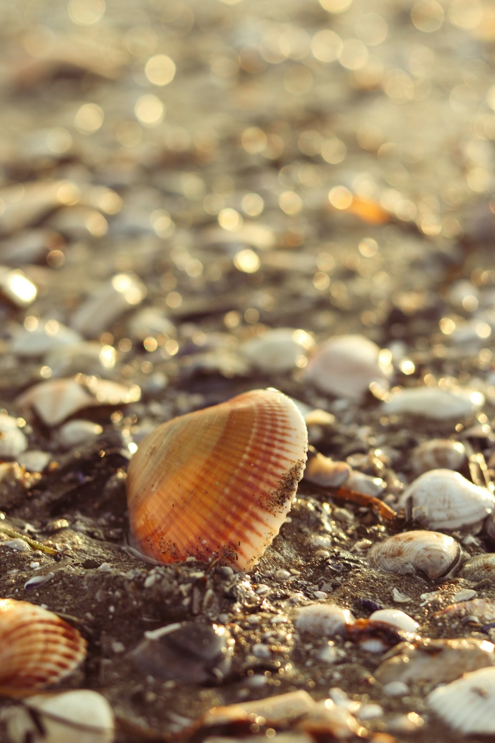 a close up of a shell on a beach