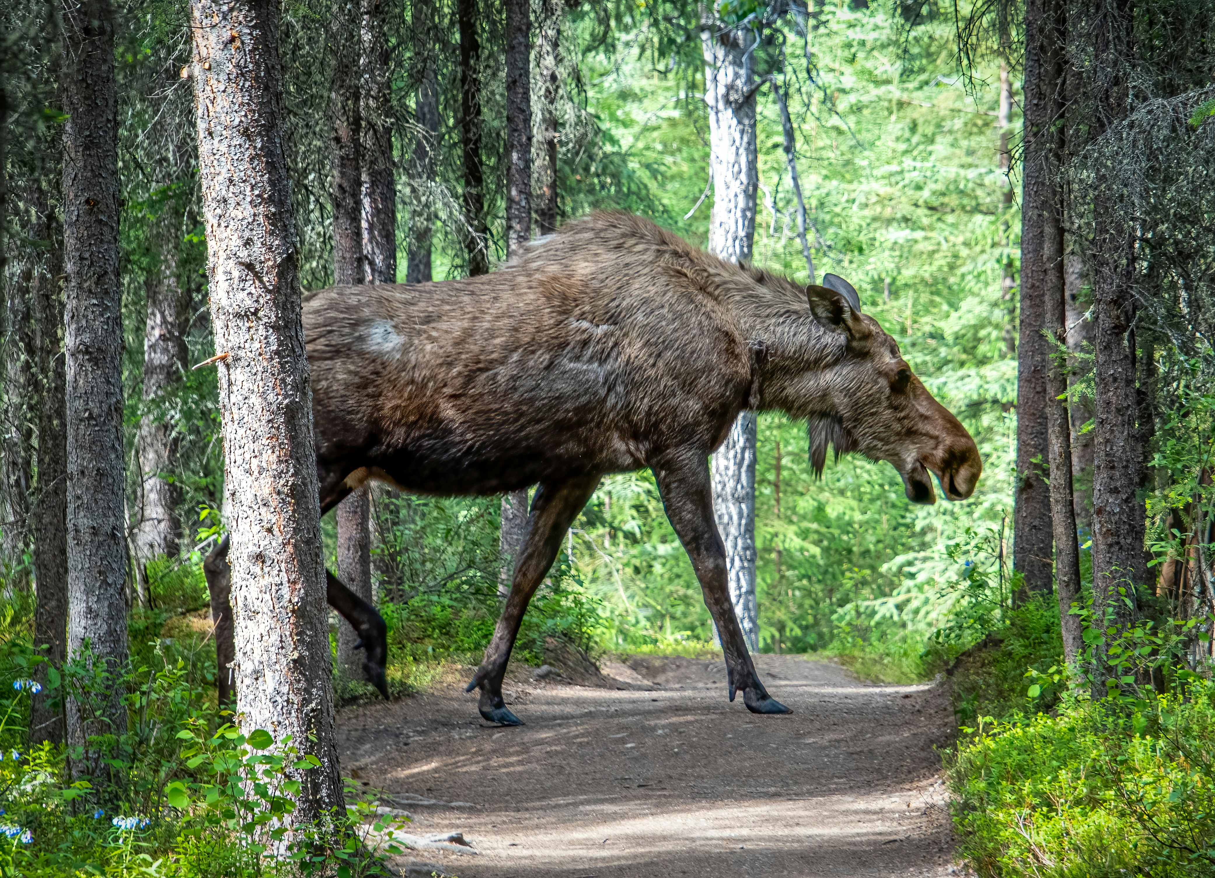Un alce camina por el bosque por un sendero foto – Imagen de Animal  gratuita en Unsplash, image size:3000x2169