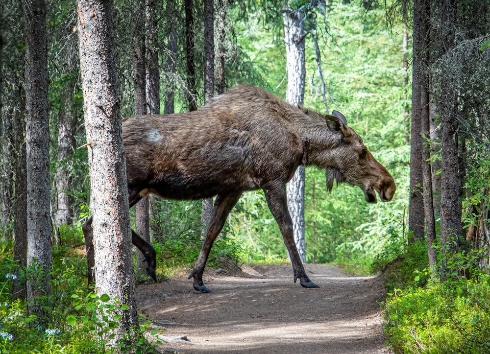 a moose is walking through the woods on a trail