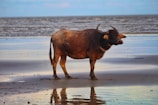 a bull standing on a beach next to the ocean