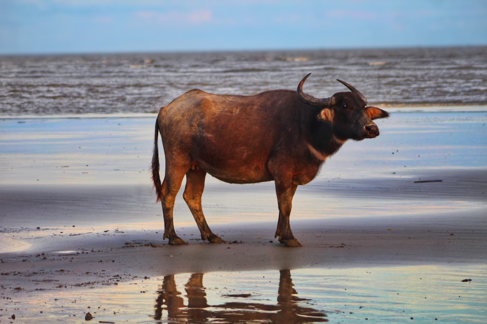 a bull standing on a beach next to the ocean