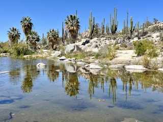 A serene desert scene with a vibrant green cactus under a clear blue sky, symbolizing growth and resilience.