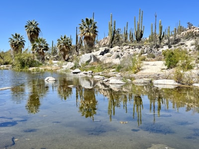 A serene landscape depicting a peaceful oasis in the desert.