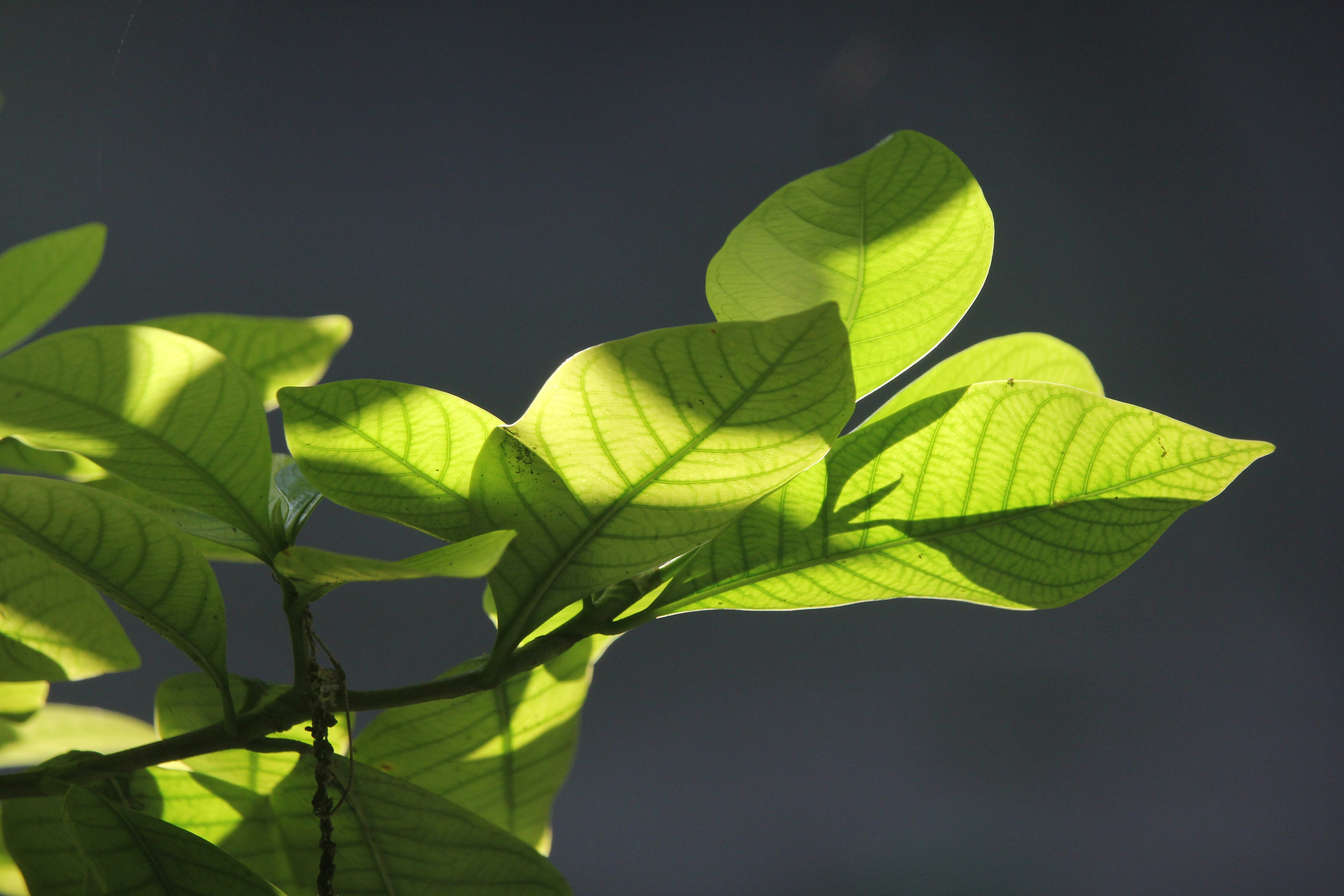 Photo by sheikhnayimhasan