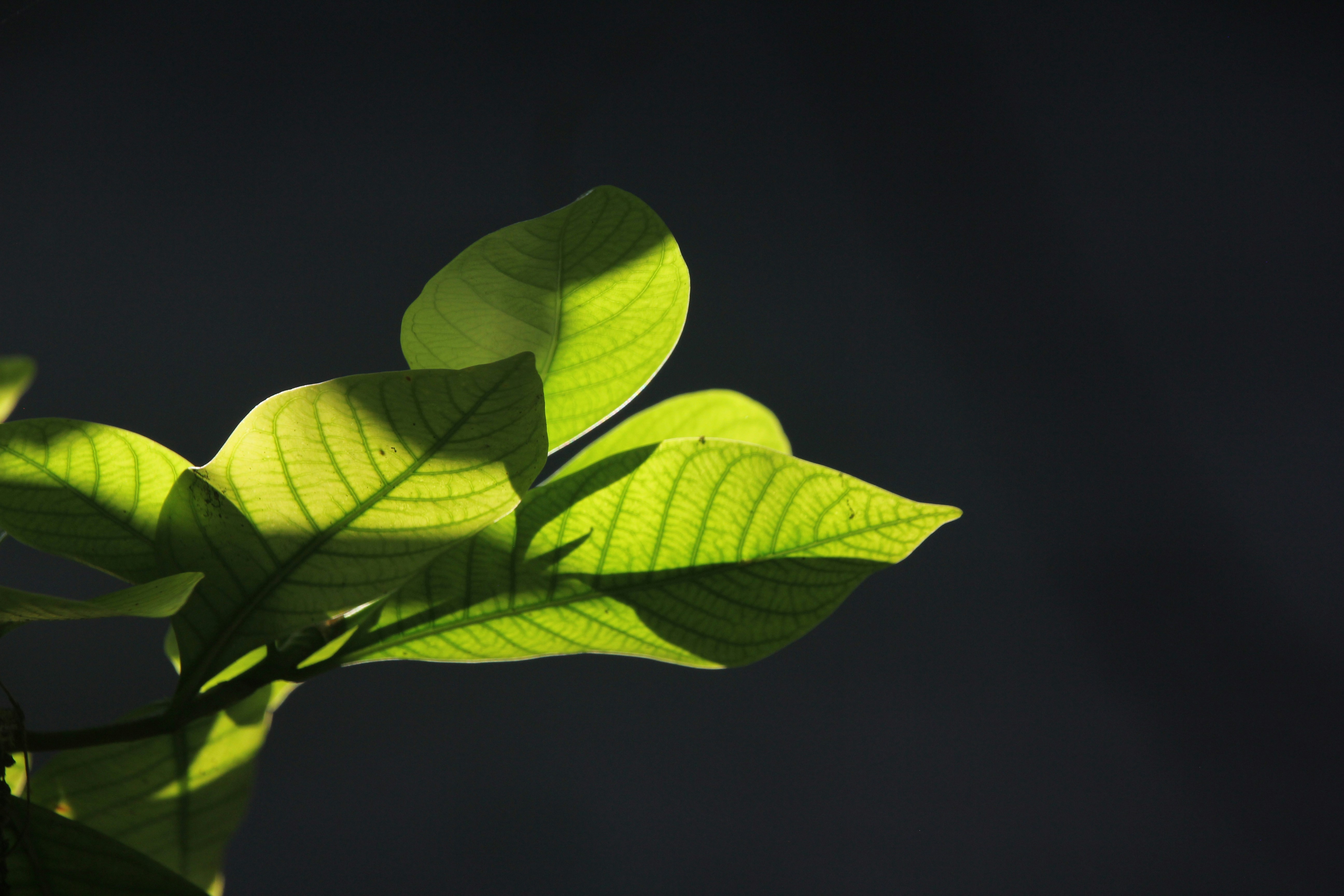 Photo by sheikhnayimhasan