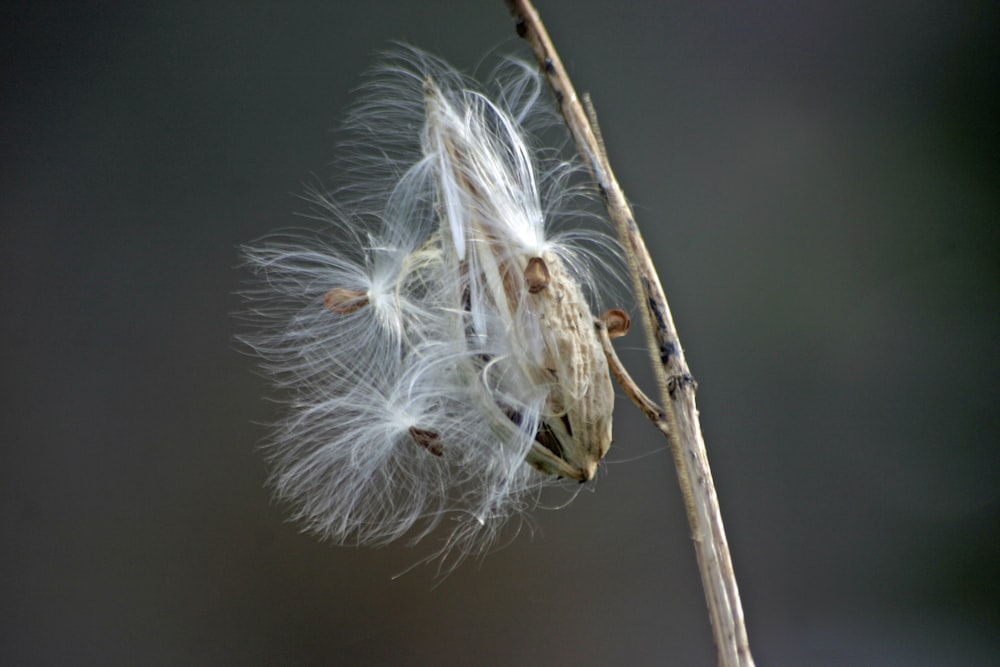 a close up of a dandelion on a twig