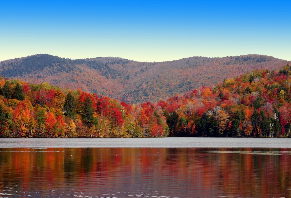 a body of water surrounded by trees in the fall