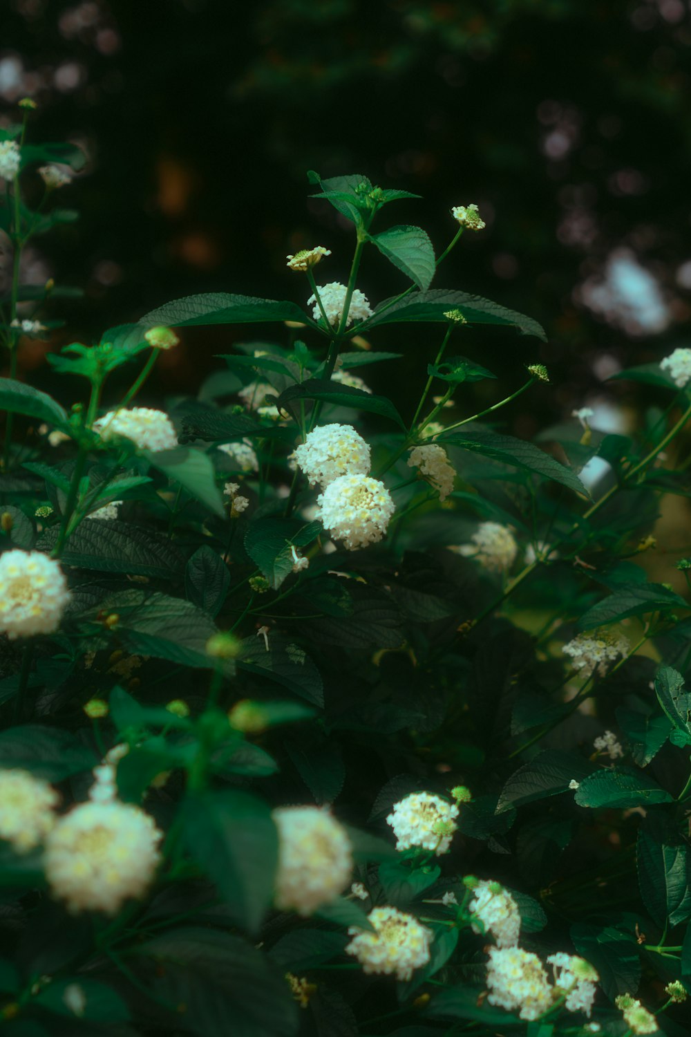 a bush with white flowers and green leaves