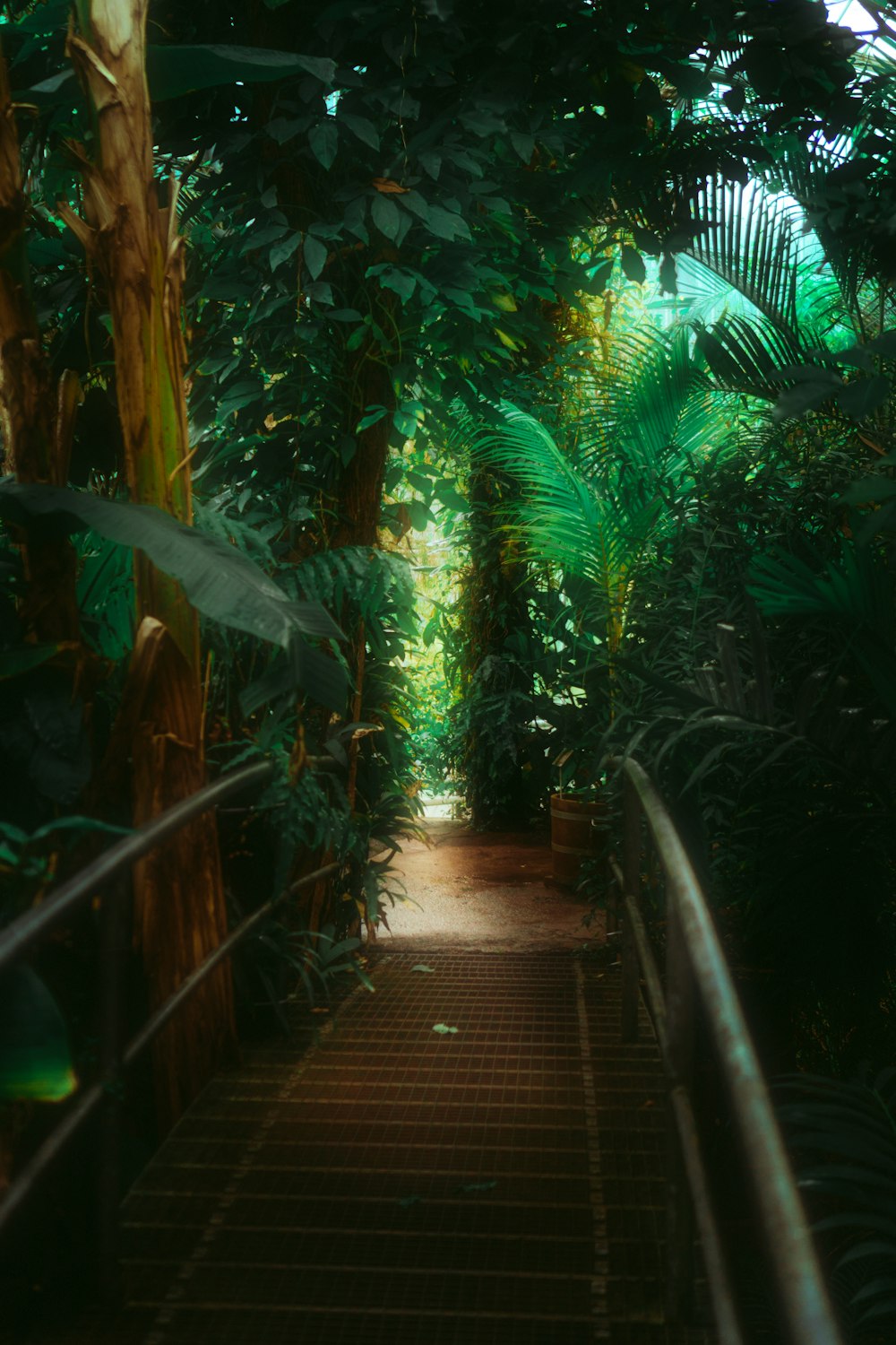 a walkway in the middle of a tropical forest