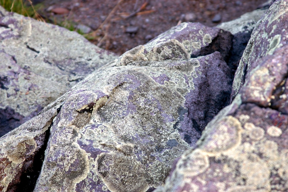 a close up of a rock with lichen on it